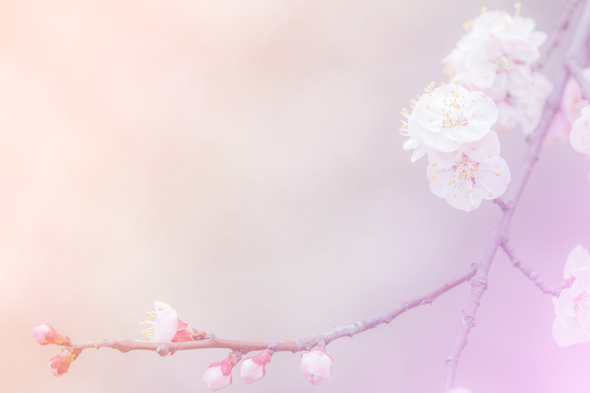 abstract cherry blossom background